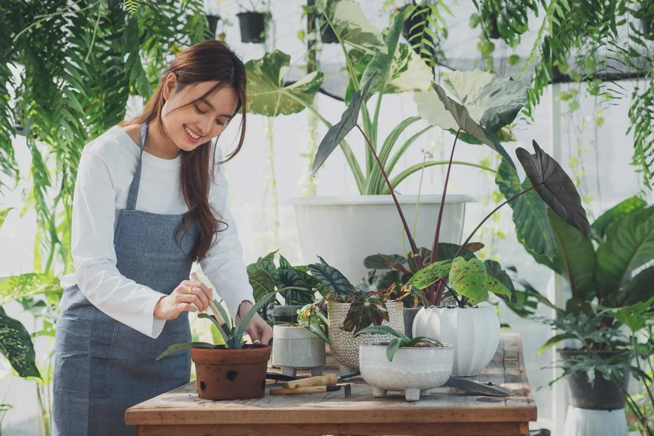 home gardening love of plants and are small bus. home gardening love of plants and are small bus.